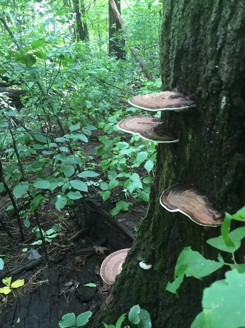 Artist's Conk