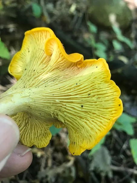 Underside of a Wisconsin Chanterelle