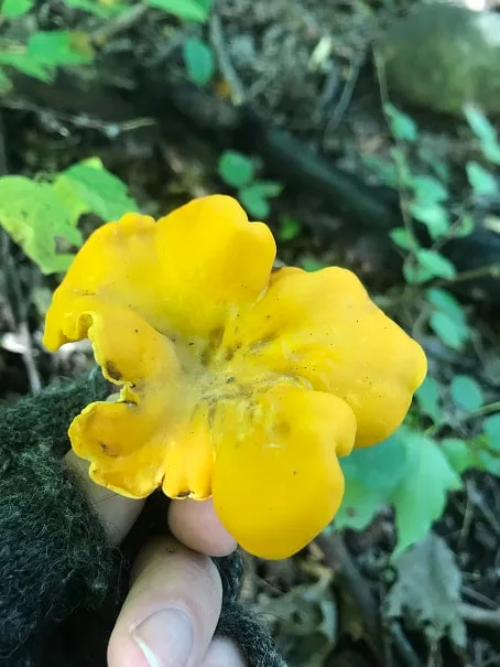 Wisconsin Chanterelle