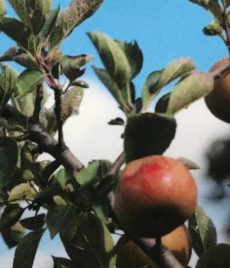 Picture