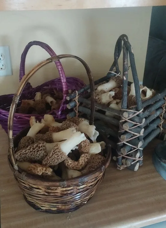 Wisconsin Morels