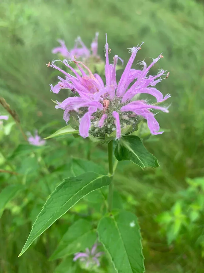 Wild Bergamot